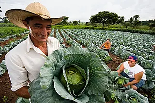 Dos 3,8 milhões de estabelecimentos rurais, 76,8% são de agricultura familiar