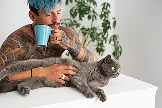 Lei proíbe tatuagens e piercings em cães e gatos