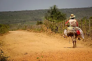 Estudo prevê recuperação da caatinga no Cariri