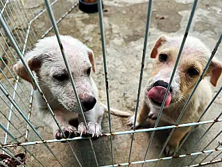 Ministério Público do Rio de Janeiro cria núcleo de proteção e defesa dos animais